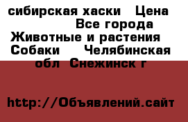 l: сибирская хаски › Цена ­ 10 000 - Все города Животные и растения » Собаки   . Челябинская обл.,Снежинск г.